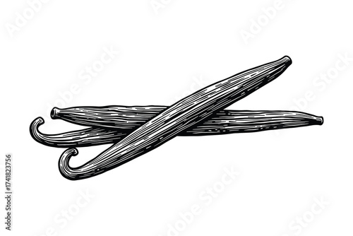 Vanilla pods vector illustration