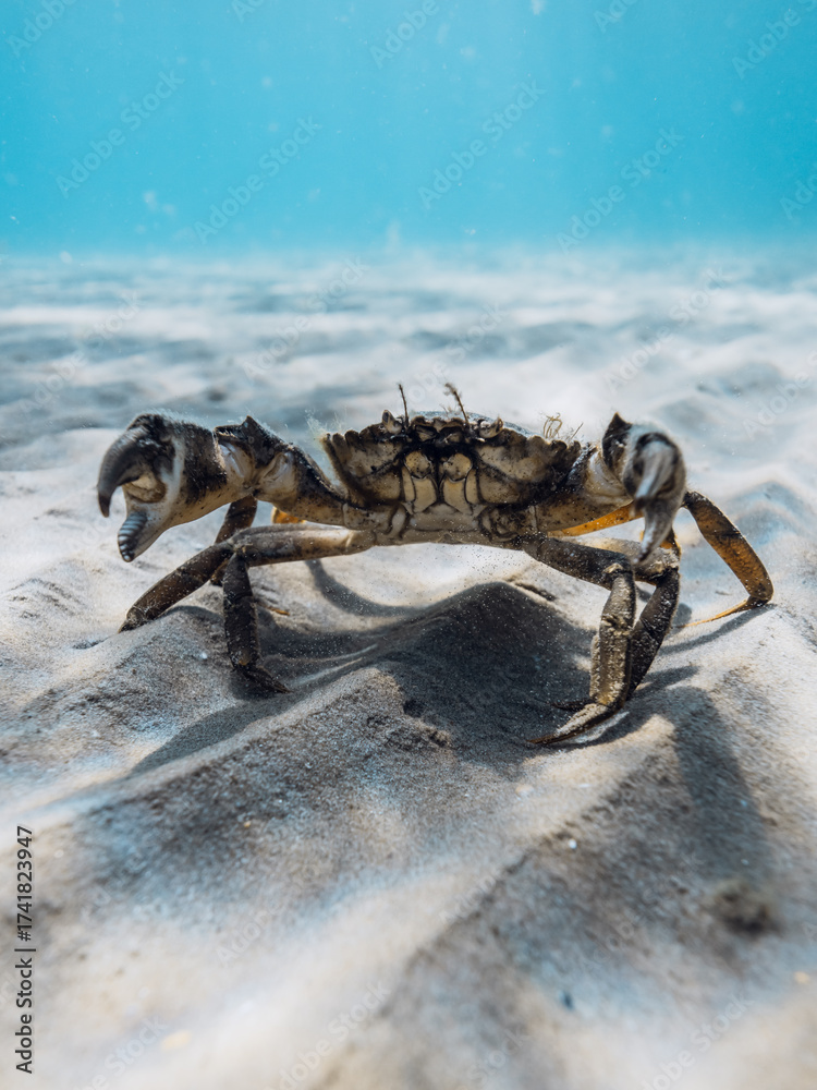 Fototapeta premium Crab walking on sandy seabed underwater in clear blue sea