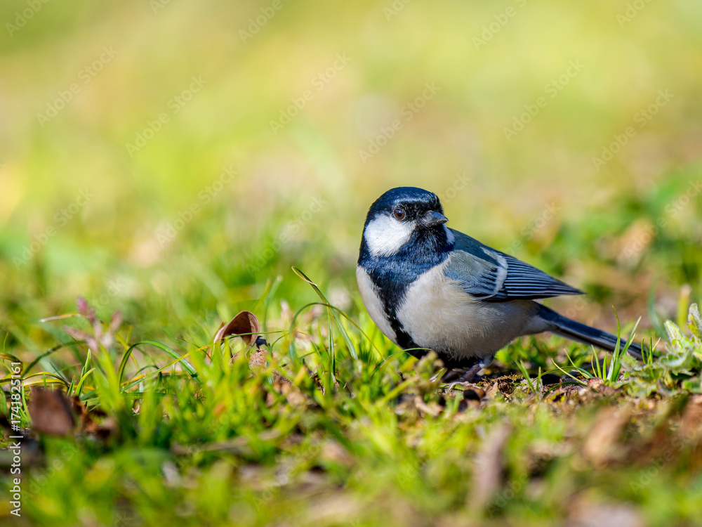 Obraz premium 地面を歩くシジュウカラ