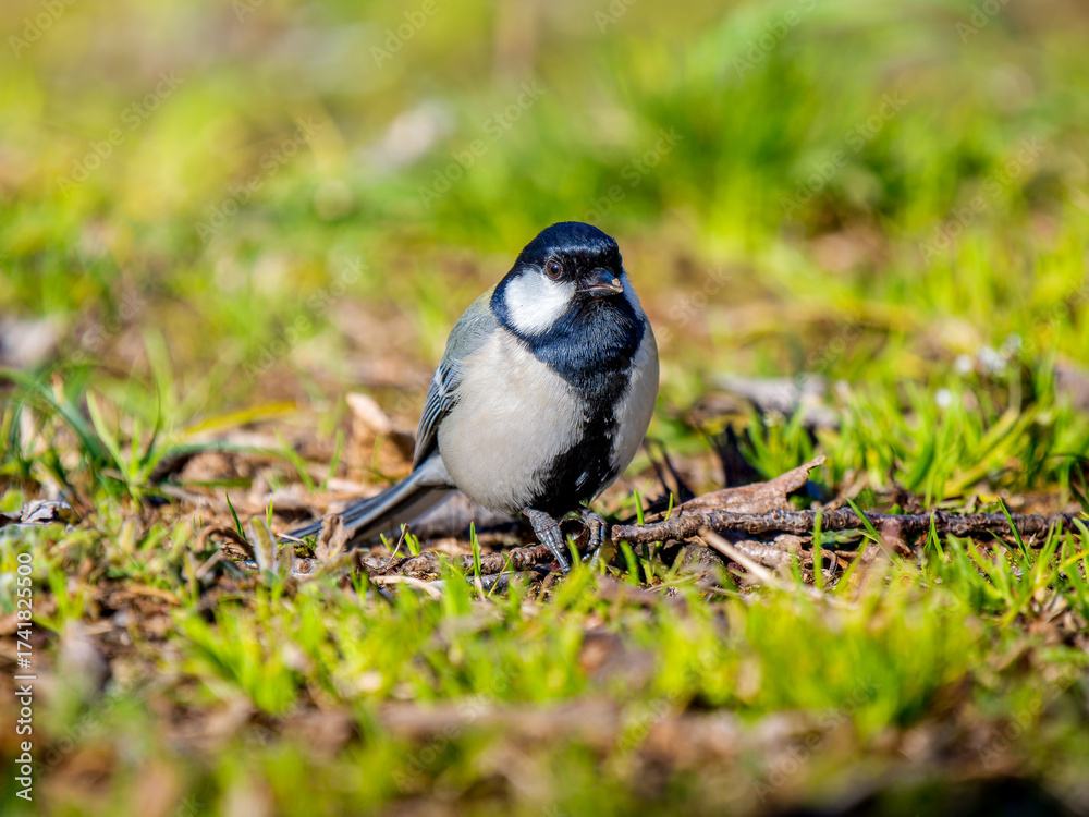 Fototapeta premium 地面を歩くシジュウカラ