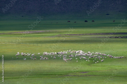 The flock of sheep on the summer Hulunbuir grassland in Inner Mongolia Autonomous Region, China