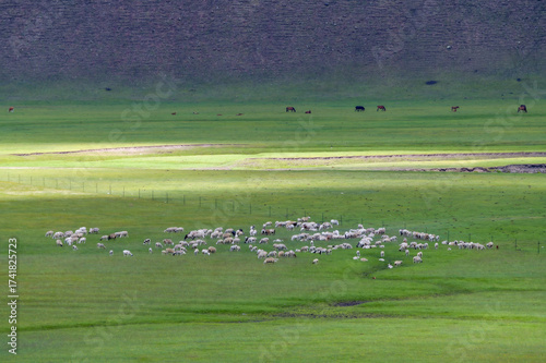 The flock of sheep on the summer Hulunbuir grassland in Inner Mongolia Autonomous Region, China