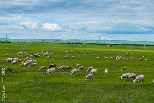 The flock of sheep on the summer Hulunbuir grassland in Inner Mongolia Autonomous Region, China