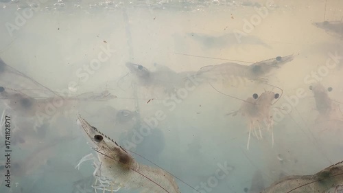 Shrimp is swimming, fresh shrimp
