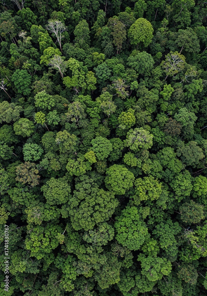 Naklejka premium Aerial Forest Canopy: An eye-level view of a lush forest canopy unveils a tapestry of diverse green foliage, illustrating nature's unparalleled beauty and rich biodiversity.