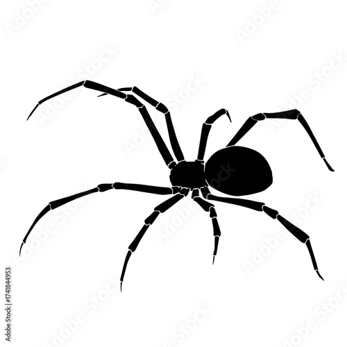 Black silhouette drawing of a spider, vector illustration, white background