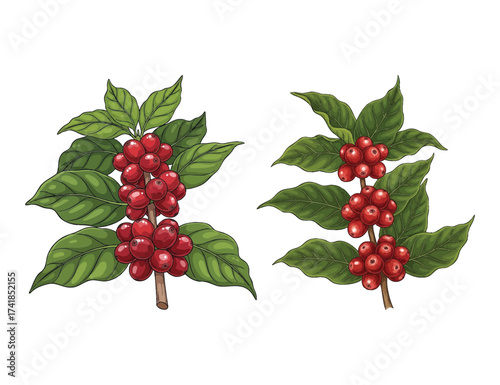 illustration of coffee plants and coffee berries design decoration