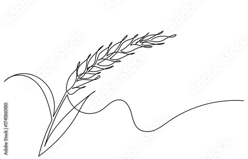 continuous line drawing of a wheat stalk.Fresh staple Bakery food concept for breakfast wheat leaf. Organic wheat bread agriculture. Grain plants and cereals, rye, barley.