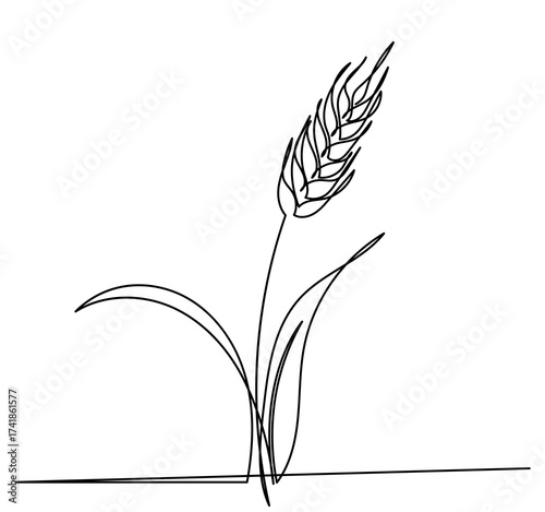 continuous line drawing of a wheat stalk.Fresh staple Bakery food concept for breakfast wheat leaf. Organic wheat bread agriculture. Grain plants and cereals, rye, barley.