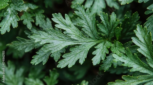 Green Fresh Leaves of Armoise Herb with Detailed Leaf Texture