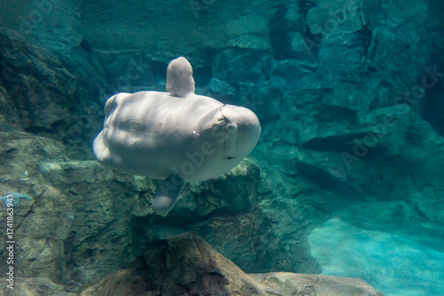 Obraz na plátně A beluga whale swimming leisurely at Nagoya Aquarium