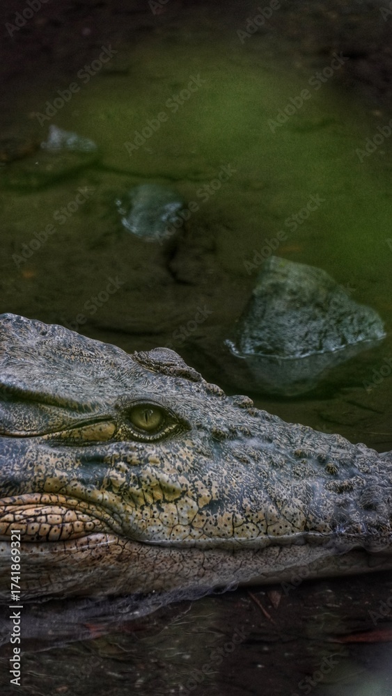Obraz premium A close-up of the eye and dark gray scaly skin of a submerged crocodile, lurking alertly in murky green water.