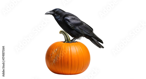 Raven perched on pumpkin isolated png transparent background