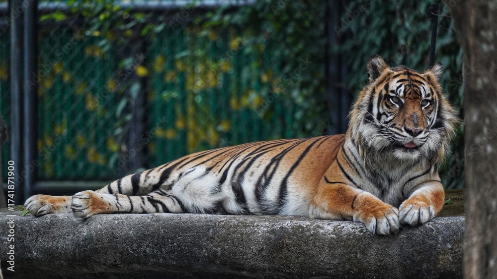 Obraz premium An orange-and-black striped tiger is resting casually on a large rock, staring intently. Lush green background