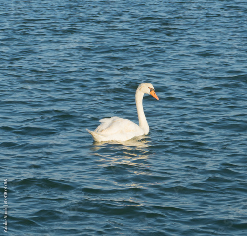 A swan on the Brenta River. Near the sea in Italy.
Chioggia, Italy. adriatic sea