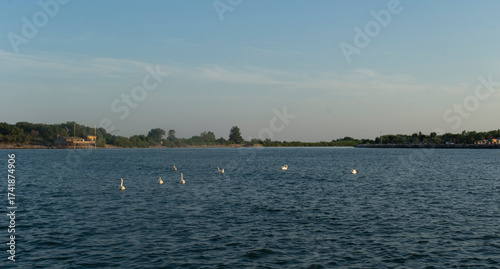 A swan on the Brenta River. Near the sea in Italy. Chioggia, Italy. adriatic sea