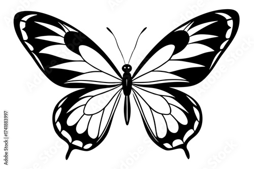 Black and white butterfly