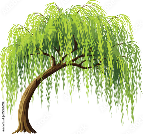 Beautiful willow tree illustration with lush hanging green leaves, natural landscape element, outdoor scenery, decorative garden plant, peaceful forest nature background.