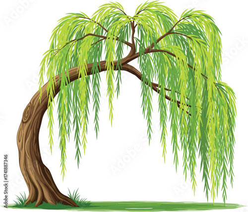 Beautiful willow tree illustration, green leaves, nature landscape design, realistic tree vector art, botanical drawing, natural environment element, outdoor decoration