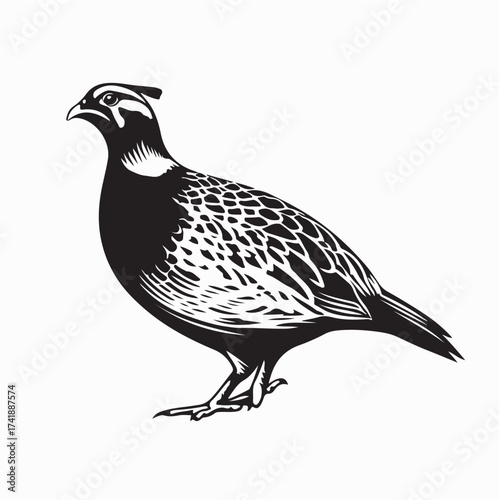 Partridge Bird Vector Illustration Black and White Design on white background