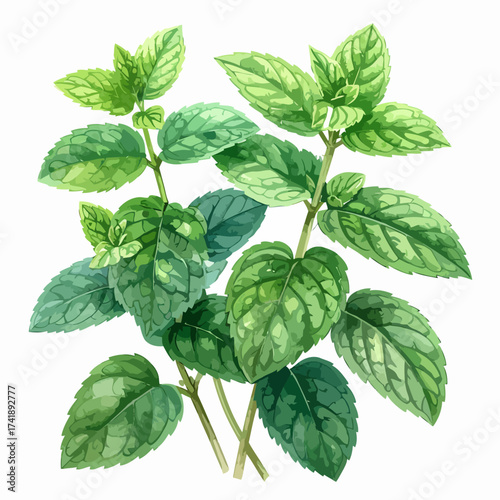 Aromatic fresh green mint leaves botanical illustration.