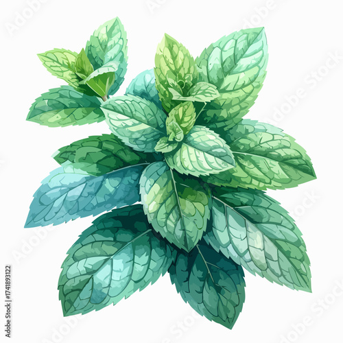 Fresh Mint Plant Watercolor Illustration, Vibrant Green Leaves, Aromatic Herb.