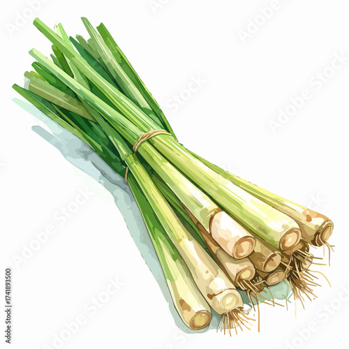Fresh bunch of lemongrass stalks with roots and green leaves tied with a rubber band.
