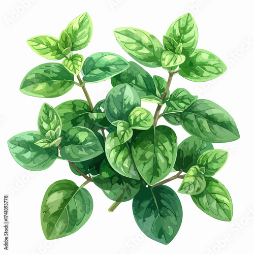 Fresh green oregano sprigs culinary herb aromatic plant.