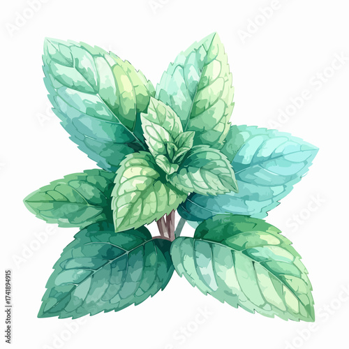 Fresh Mint Sprig Watercolor Illustration with Vibrant Green Leaves.