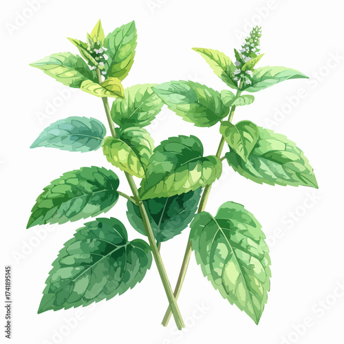 Fresh green mint plant with vibrant leaves and stems.