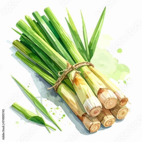 Watercolor painting of a bunch of fresh lemongrass stalks tied with twine.