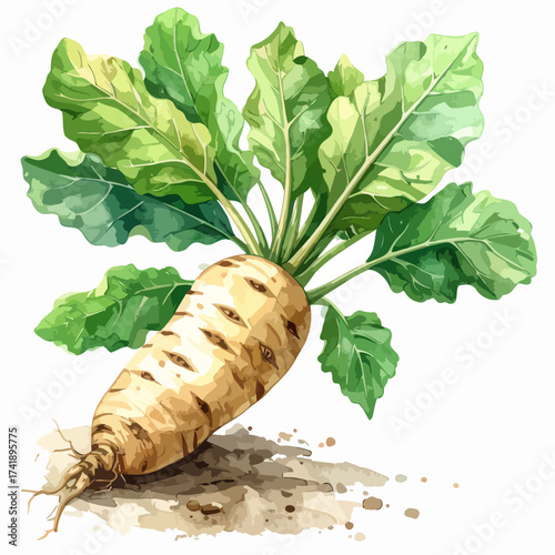 Watercolor illustration of a single sugar beet with green leaves.