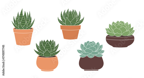 A collection of assorted succulent plants in terracotta and brown pots.