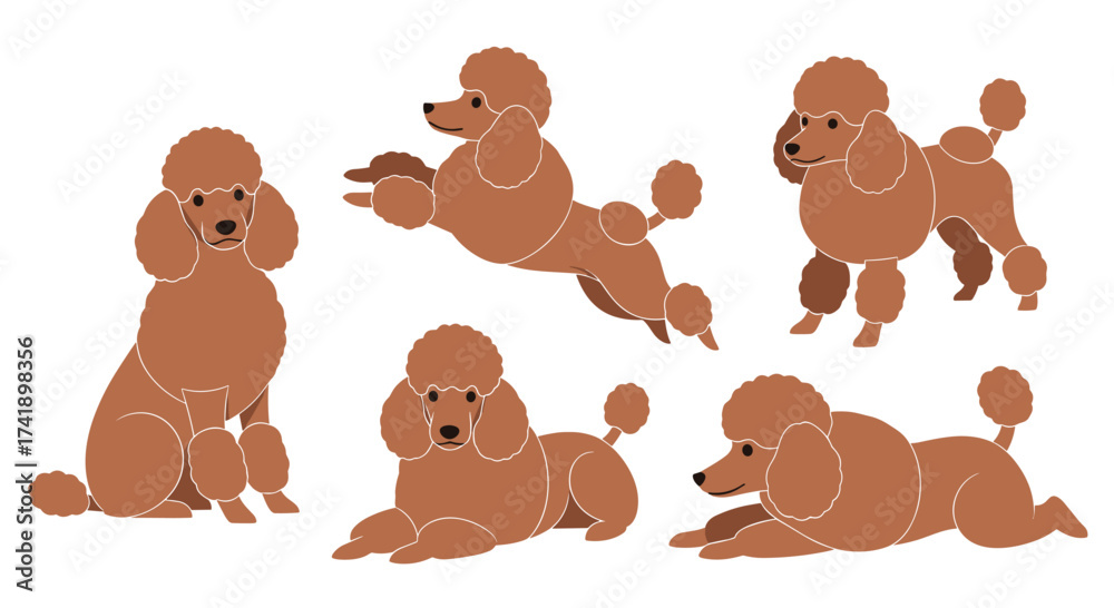 Fototapeta premium A collection of brown poodles in various playful poses.