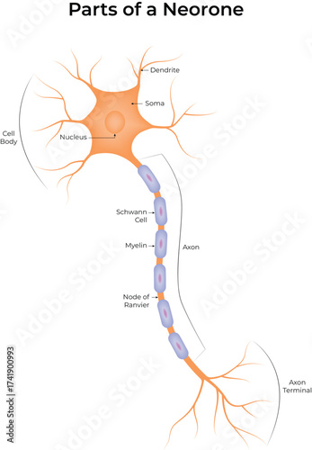 Parts of a Neuron Dendrites Axon Myelin Sheath and More Vector Illustration