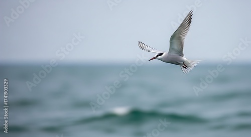 Graceful Tern in Mid-flight Over Choppy Ocean Waves, Seabird Wings Spread