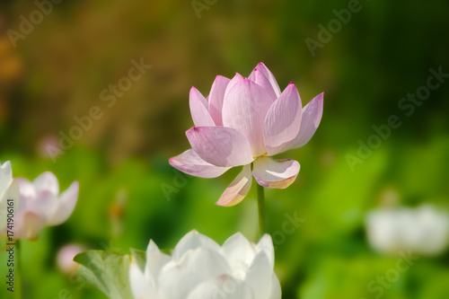 夏の陽射しに咲く淡いピンクの蓮の花、群生