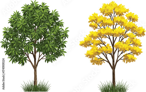 Green tree beside yellow foliage tree, seasonal contrast, autumn transition, nature illustration, botanical diversity, educational use, landscape design, plant comparison