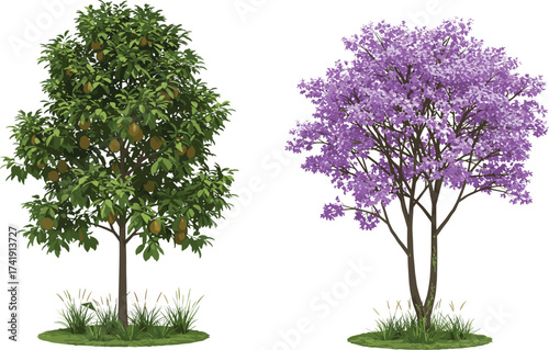 Mango fruit tree and purple blossom tree on white background, seasonal contrast, botanical diversity, nature illustration, flowering flora, landscape artwork