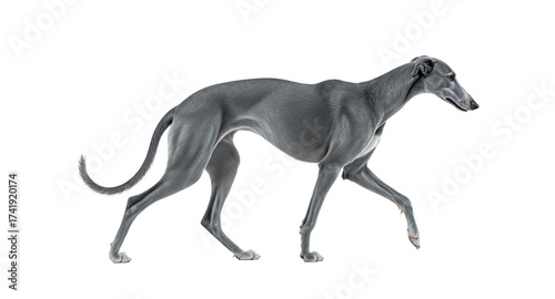 A sleek greyhound dog in a walking pose against a clean white background