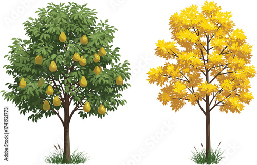 Yellow pear fruit tree and autumn yellow foliage tree, seasonal nature contrast, botanical illustration, grassy field, vibrant landscape, stock image