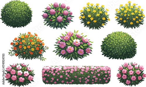 Colorful garden bushes with flowers, decorative landscape plants, blooming shrubs, outdoor nature greenery, floral hedge design, spring summer natural background.