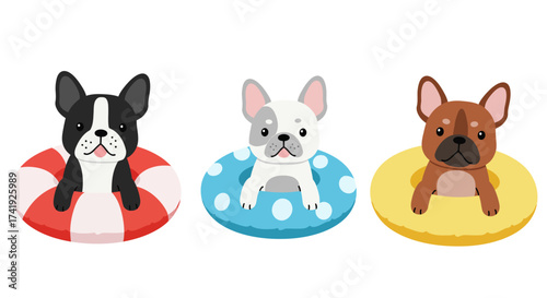 Three adorable french bulldogs enjoying summer fun wearing colorful inflatable swim rings ready for pool parties isolated on white background