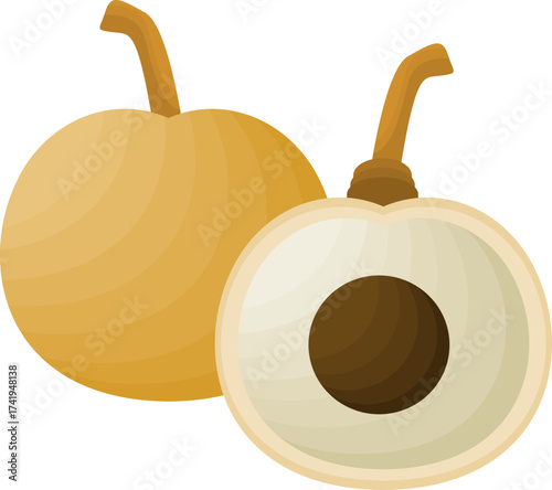 Illustration of Santol Fruit Whole and Halved