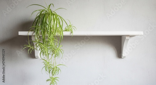 A vibrant green and white plant with cascading foliage rests on a white shelf against a textured grey wall