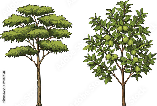 Acacia tree silhouette, fruit tree with green fruits, botanical comparison, seasonal foliage, agricultural plant, tropical garden, nature diversity, orchard landscape