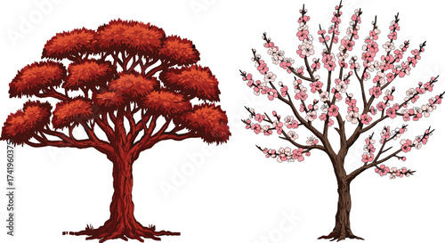Broad canopy tree with dense foliage, flowering cherry blossom tree in bloom, botanical comparison, seasonal nature illustration, detailed foliage drawing, spring artwork