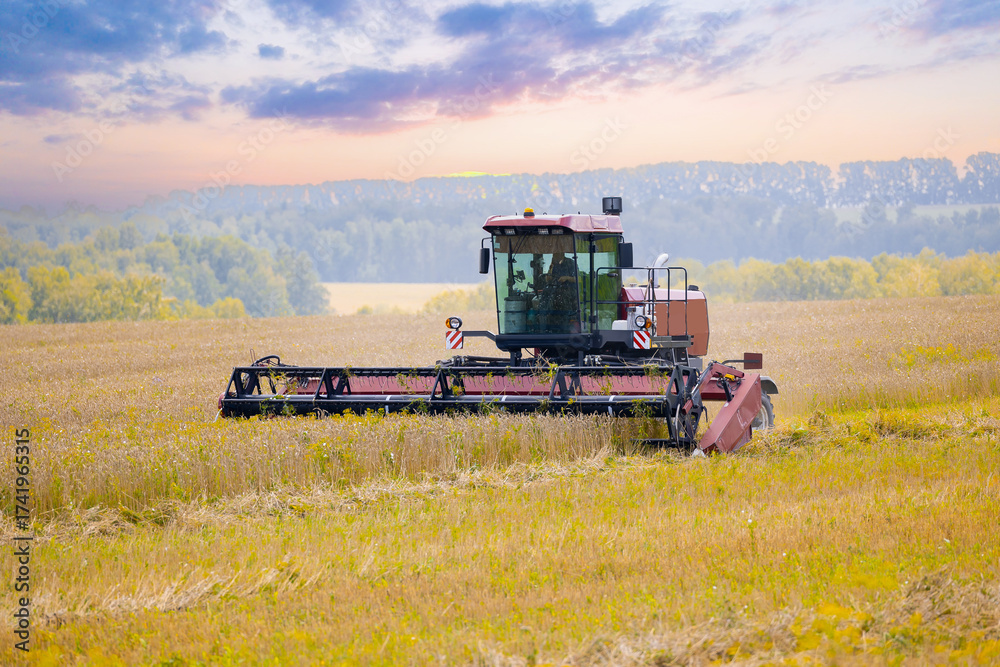 Obraz premium Harvesting at sunrise, combine harvester in Altay, Russia with beautiful field and scenic background