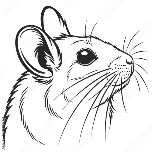 White back ground a black and white illustration of a chinchillas face.