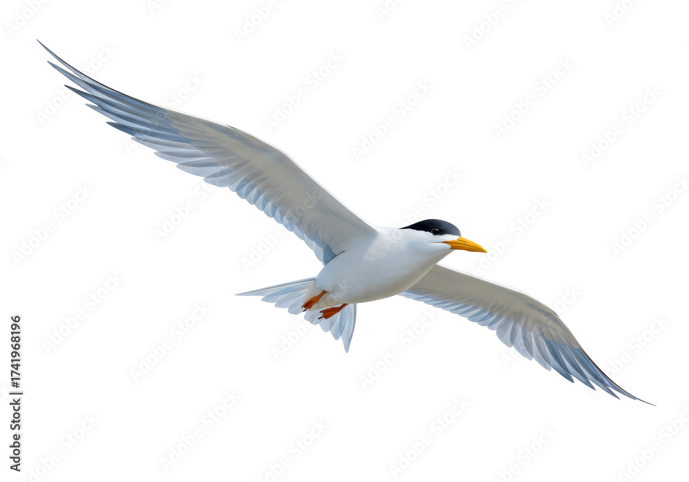 Fototapeta premium Elegant tern flying PNG isolated on transparent background, seabird with gray and white plumage, wildlife animal for design projects